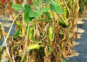 Red Pepper_Disease_02